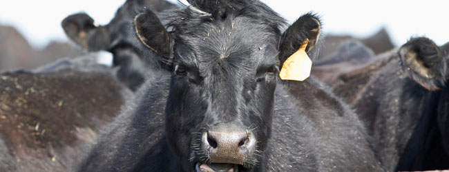 New case of mad cow disease found in California