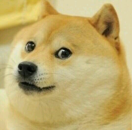 Such picture. So doge. Wow. Photo via twitter.com