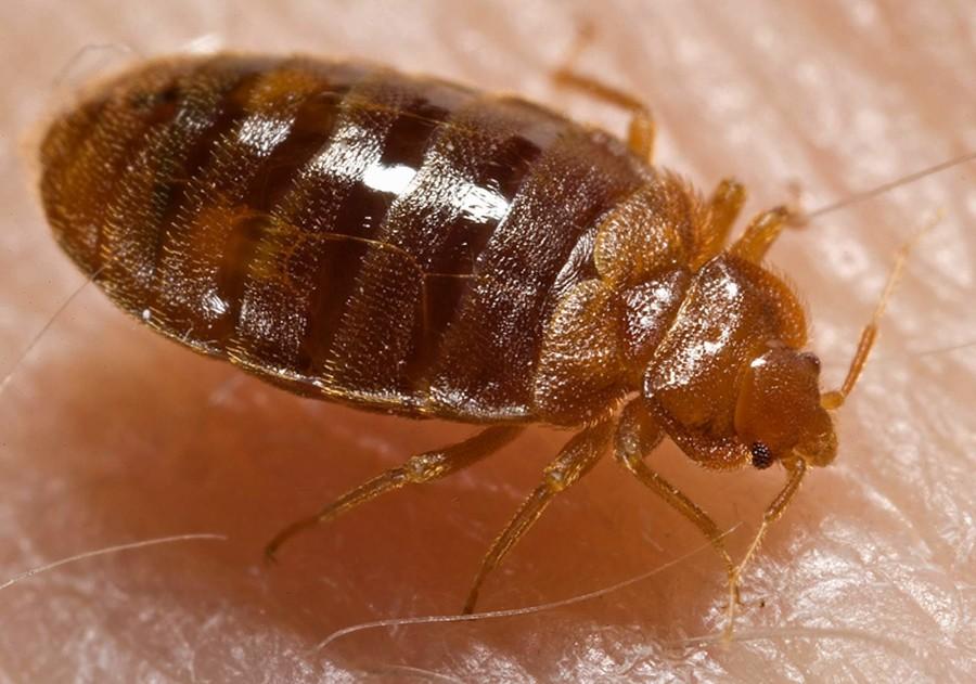 Bedbugs in one room of Straz Tower confirmed after pest control inspection