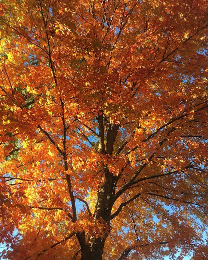 MURPHY: Six lesser-appreciated reasons why fall is the best season