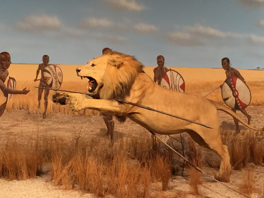 The museum houses a wide range of cultural, dynamic and educational exhibits, such as the Africa exhibit. 