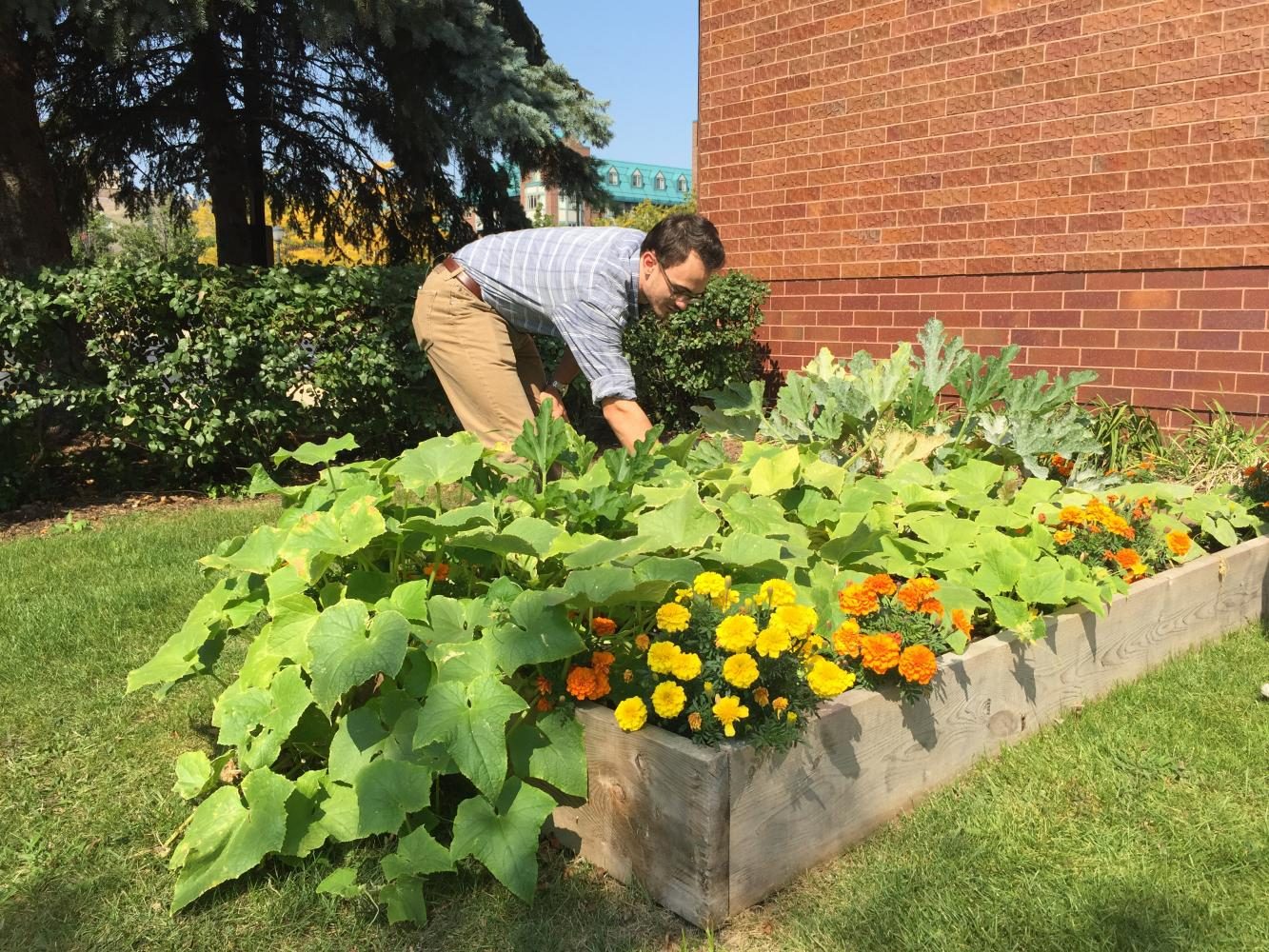Aidan Flanagan, a senior in the College of Health Sciences, tends to the community garden outside of Weasler Auditorium.