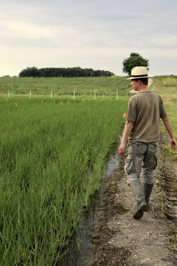 Professor Michael Schlappi has researched rice for six years, and this fall he and his team made history as they harvested the first production-style rice paddy in Wisconsin.