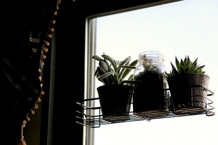 Savvy students spruce up dorms with succulents