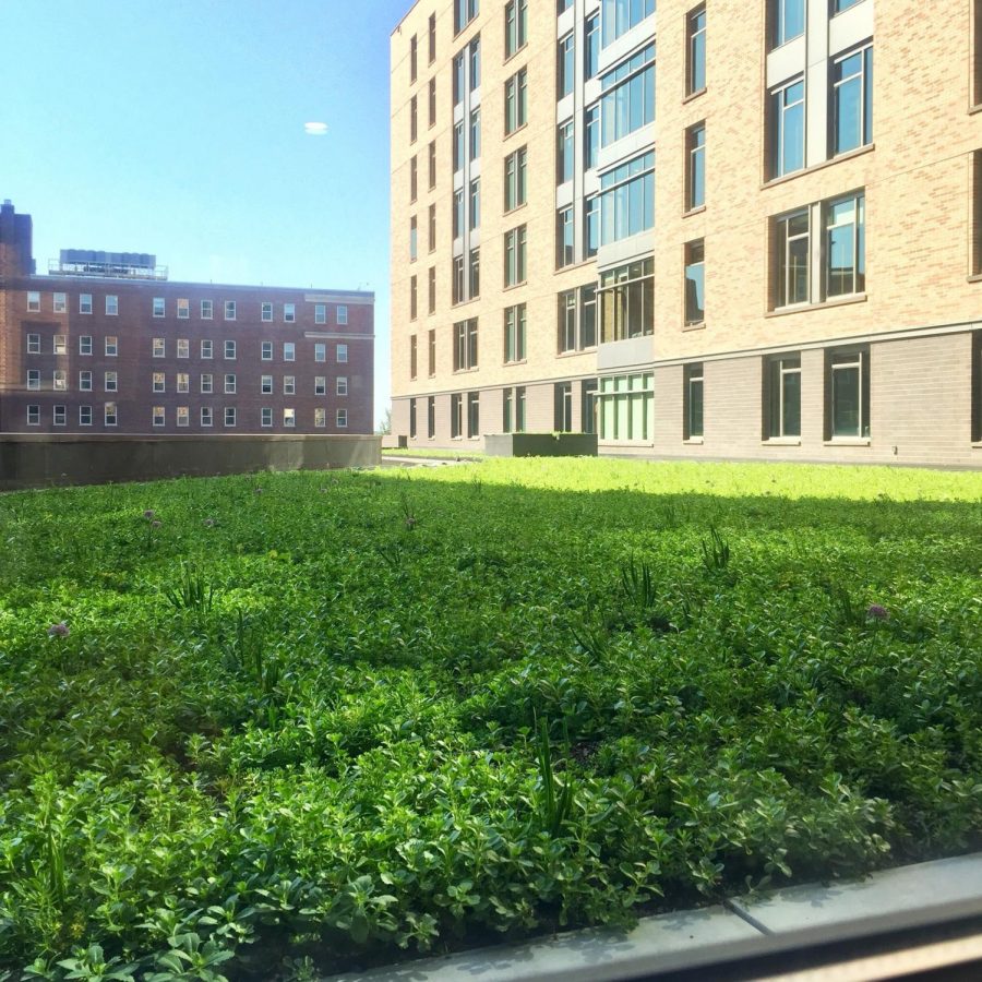 The new green space on the roof of Wild Commons.

Photo courtesy of Brent Ribble