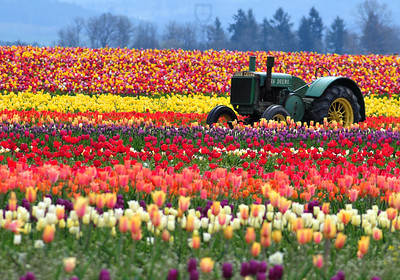 Warmer spring weather is on its way and bright-colored flowers are starting to bloom all across the country. Photo via Flickr