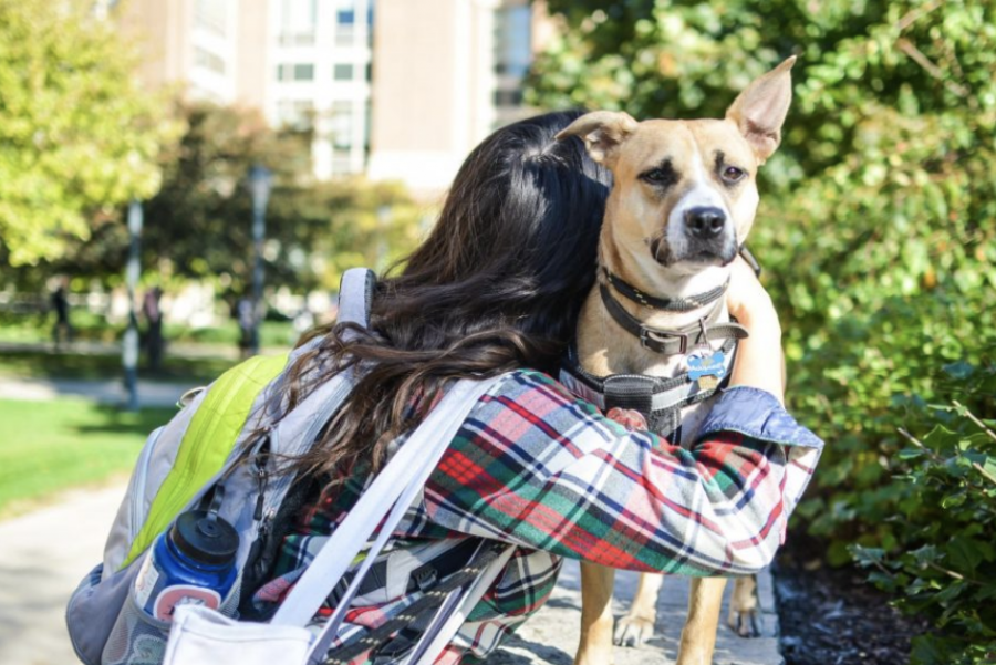 Nattie provides comfort to those on campus.
Marquette Wire stock photo