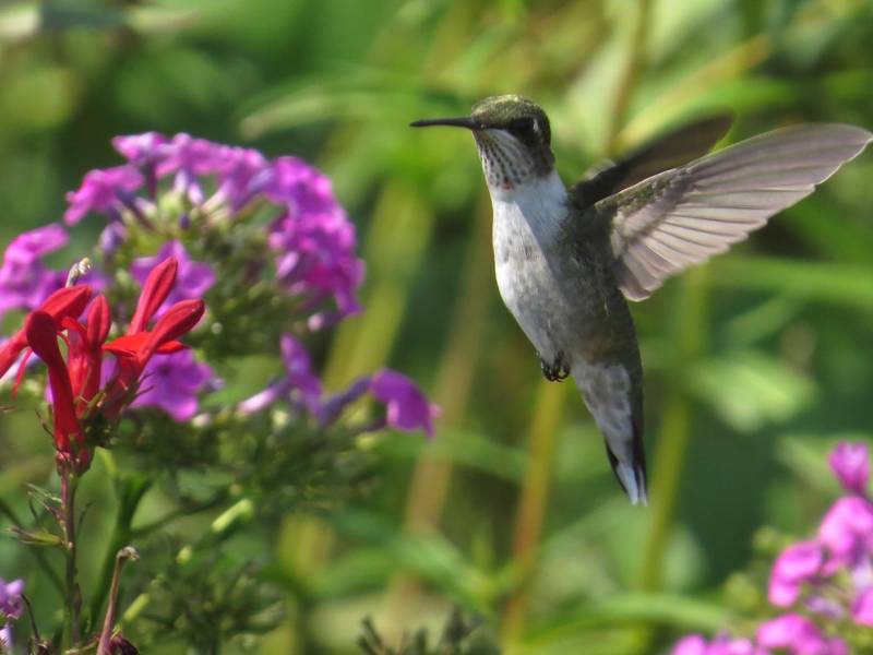Hummingbirds can fly up to 30 mph.