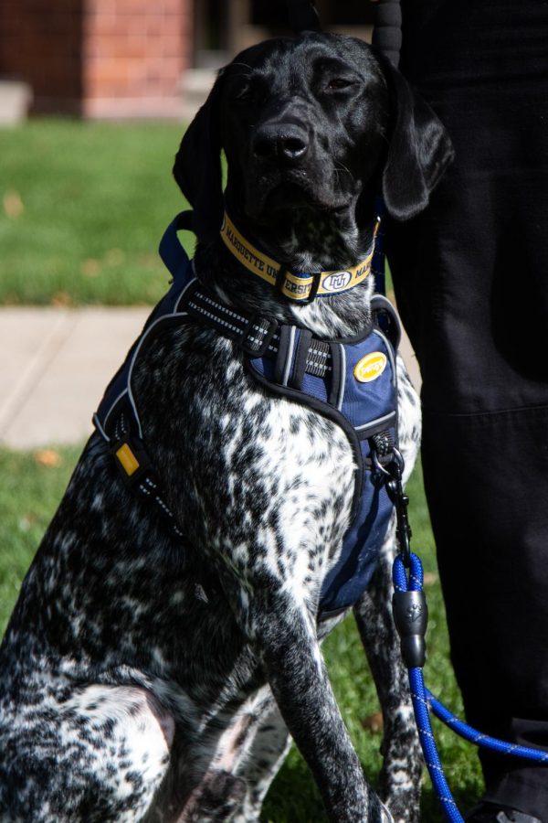 Blue+is+currently+working+towards+receiving+his+police+dog+badge.+