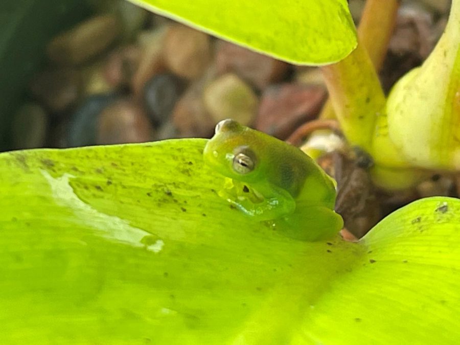 MU Professor makes leaps in frog breeding