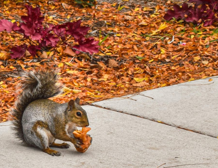 A+squirrel+noms+on+a+snack+amid+the+fall+foliage+on+Marquettes+campus.