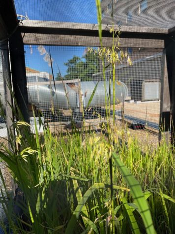 The wild rice grows on top of the Wehr Life Science building. 