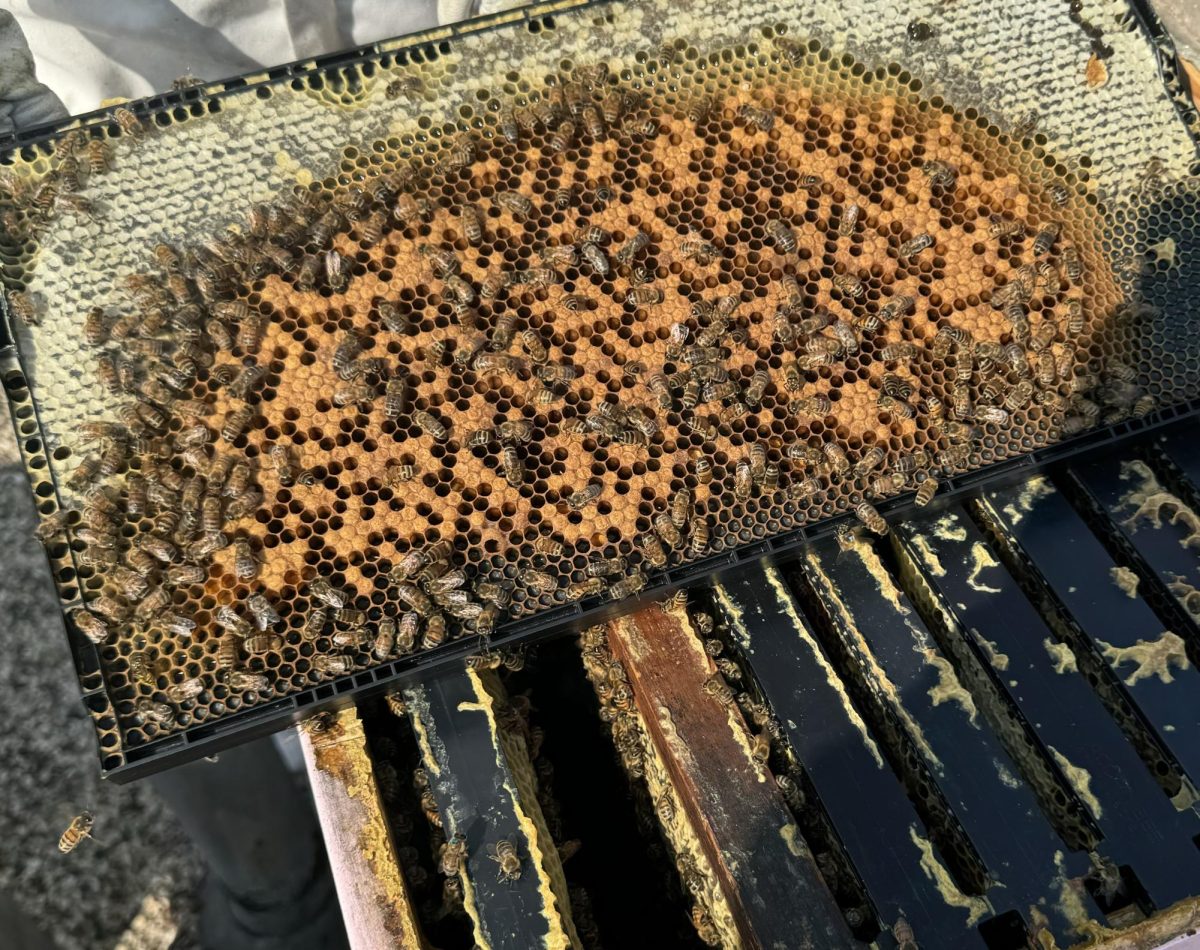 Chelsea Cook uses her lab to investigate bees and their social behaviors. 