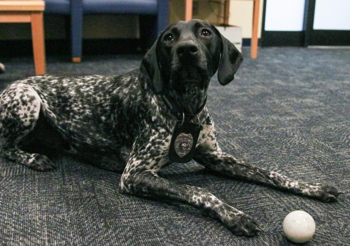 Blue has a vest, collar and official police badge that he wears when it's time to go to work.